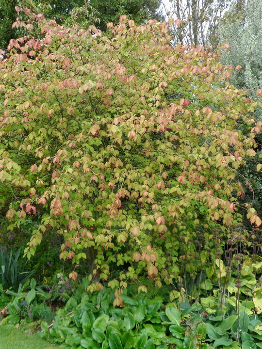 Euonymus oxyphyllus