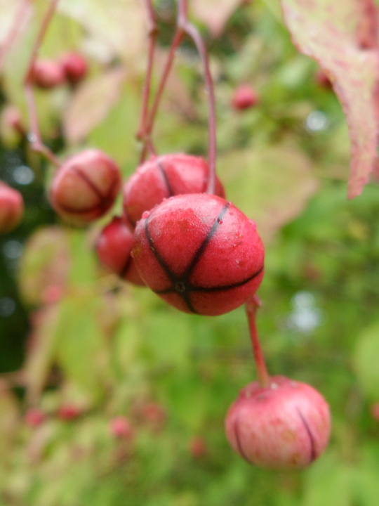 Euonymus oxyphyllus