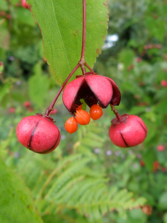 Euonymus oxyphyllus