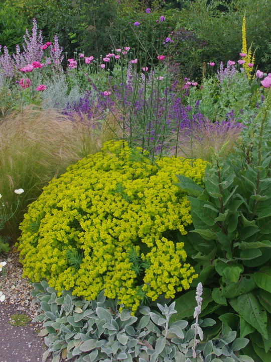 Euphorbia 'Abbey Dore'