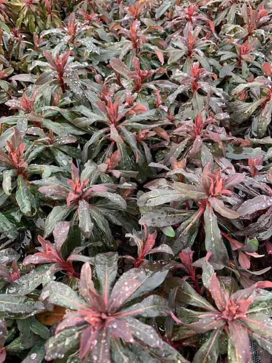 Euphorbia amygdaloides 'Purpurea'