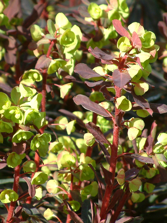 Euphorbia amygdaloides 'Purpurea'