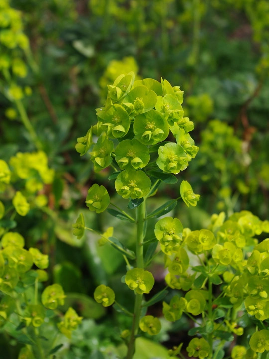 Euphorbia amygdaloides var. robbiae
