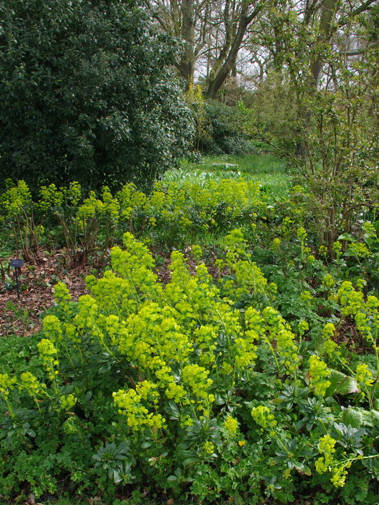 Euphorbia amygdaloides var. robbiae