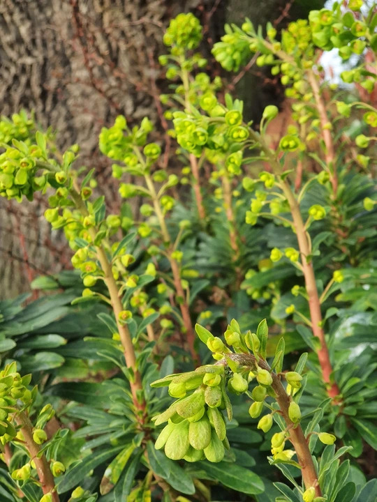 Euphorbia amygdaloides var. robbiae