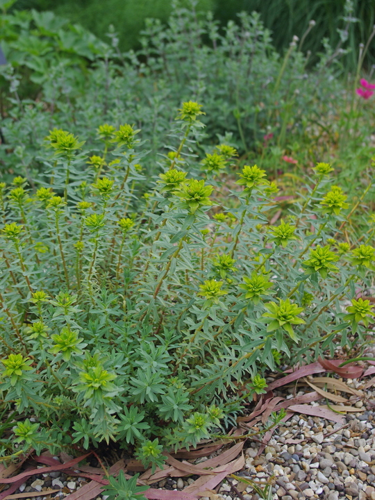 Euphorbia 'Blue Haze'