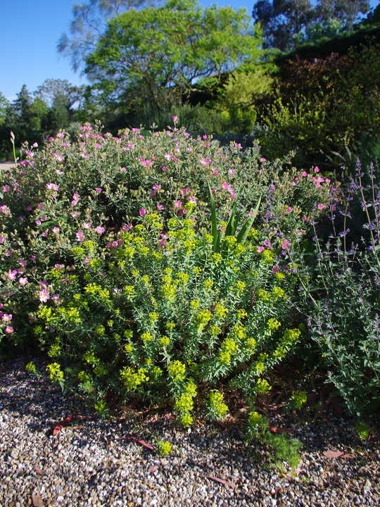 Euphorbia 'Blue Haze'