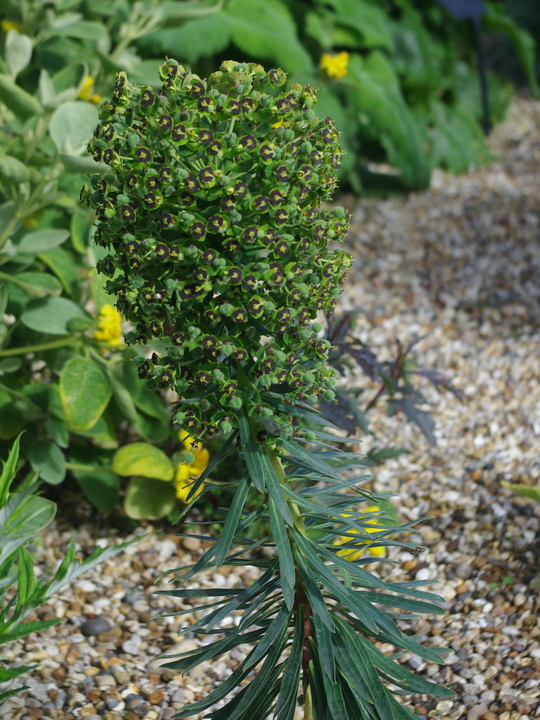 Euphorbia characias 'Black Pearl'