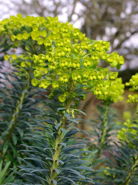 Euphorbia characias subsp. wulfenii