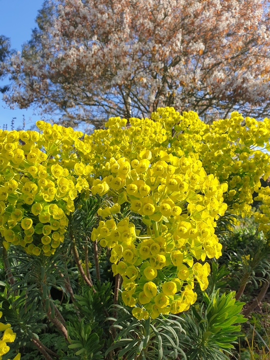 Euphorbia characias subsp. wulfenii
