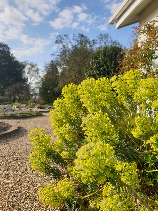 Euphorbia characias subsp. wulfenii