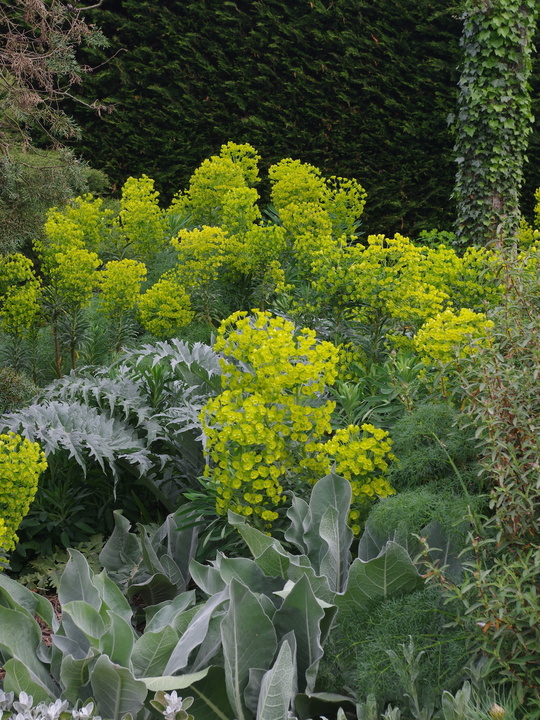 Euphorbia characias subsp. wulfenii