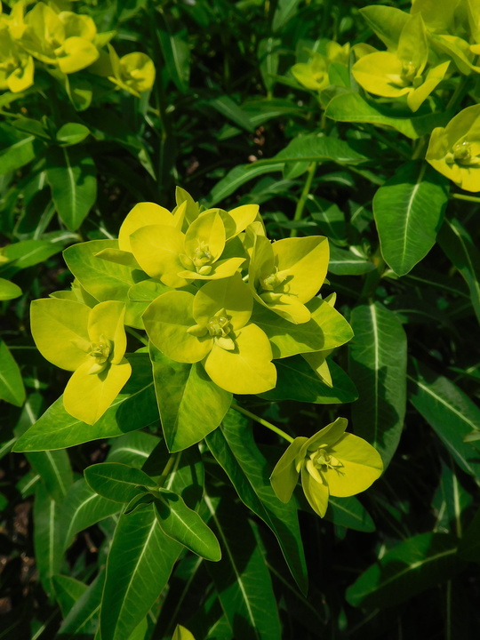 Euphorbia cornigera 'Goldener Turm'