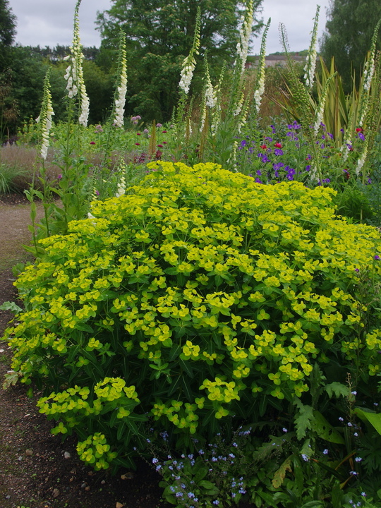 Euphorbia cornigera