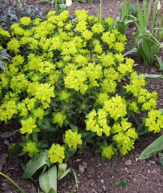 Euphorbia epithymoides - Beth Chatto's Plants & Gardens