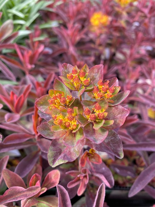 Euphorbia epithymoides 'Bonfire'