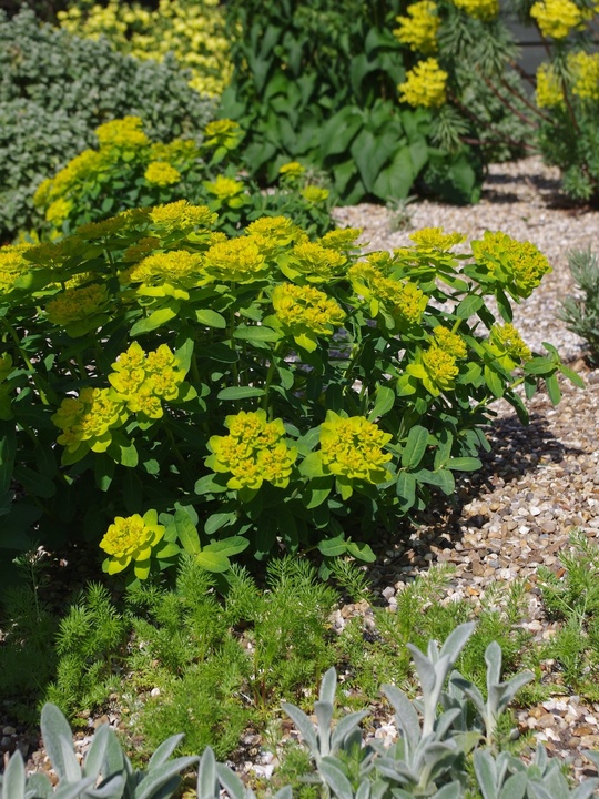 Euphorbia epithymoides 'Major' 