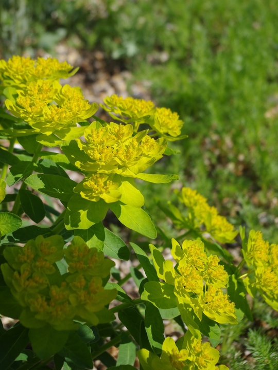 Euphorbia epithymoides 'Major' 