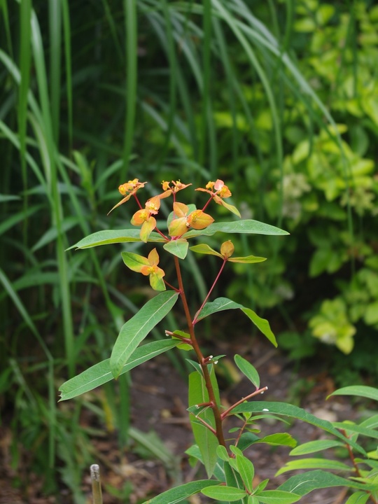 Euphorbia griffithii 'Dixter'