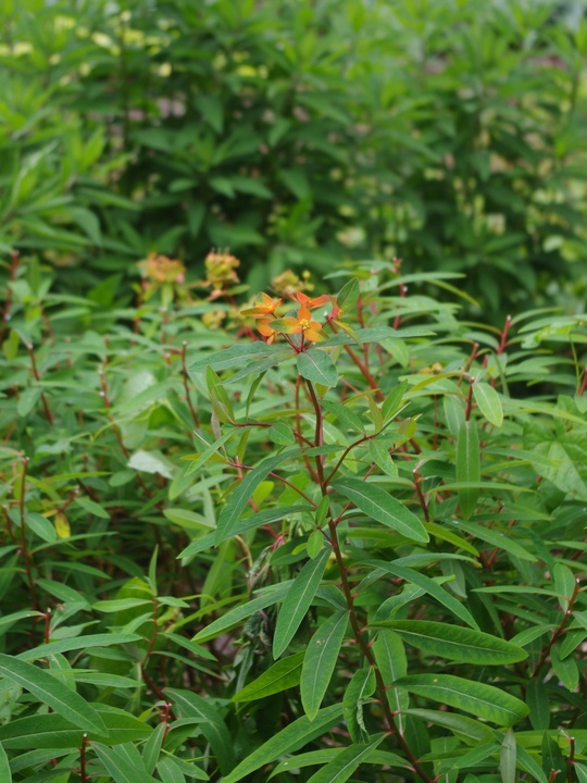Euphorbia griffithii 'Dixter'