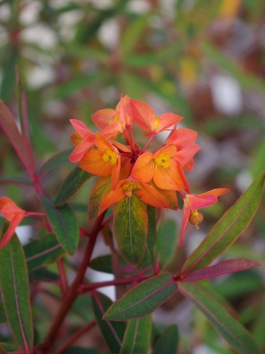 Euphorbia griffithii 'Dixter'