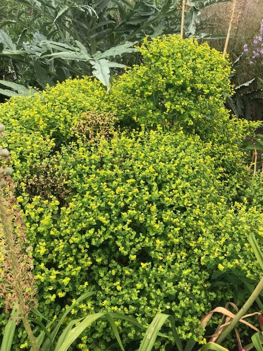 Euphorbia margalidiana 