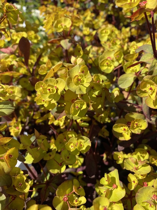 Euphorbia x martini 'Walbertons Ruby Glow'