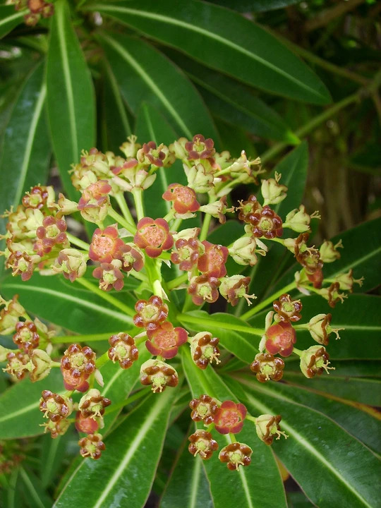 Euphorbia mellifera