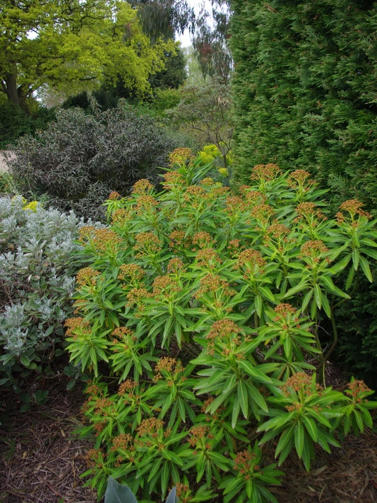 Euphorbia mellifera