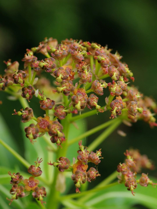 Euphorbia mellifera