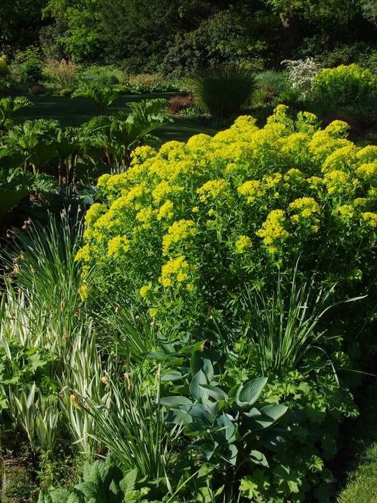 Euphorbia palustris 'Walenburg's Glorie'