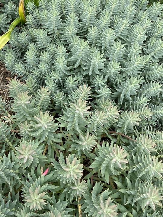 Euphorbia rigida