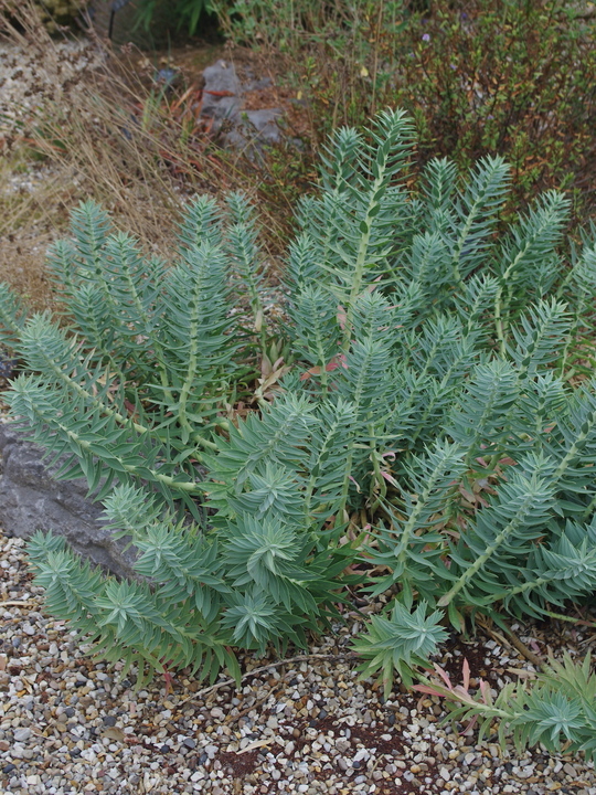 Euphorbia rigida