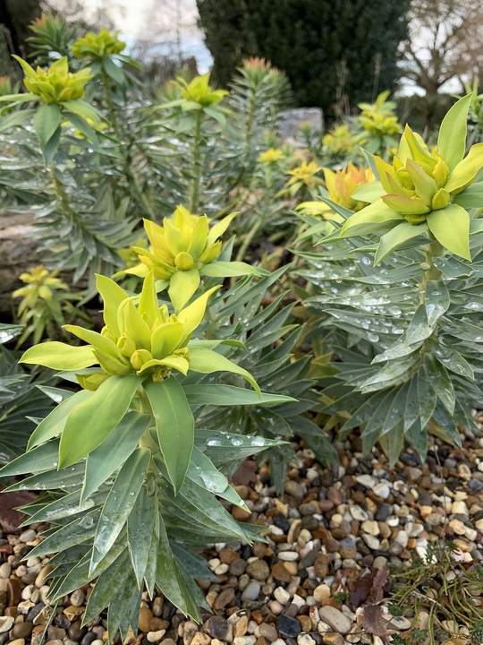 Euphorbia rigida