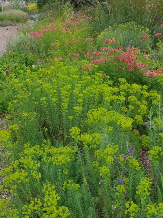 Euphorbia seguieriana