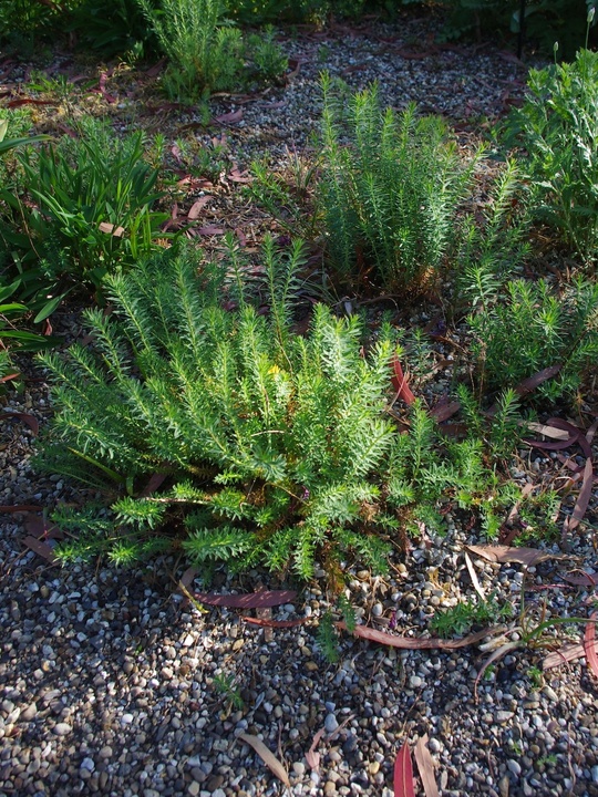 Euphorbia seguieriana