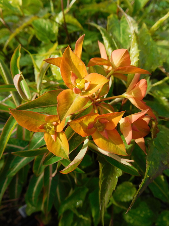 Euphorbia x arendsii