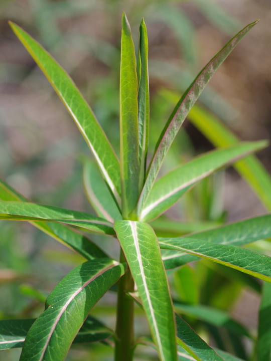 Euphorbia x arendsii