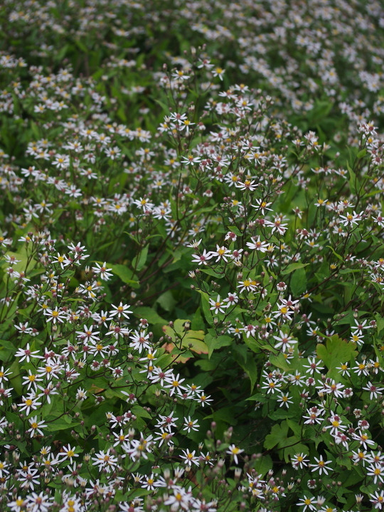 Eurybia divaricata