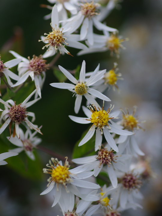 Eurybia divaricata - bridge form
