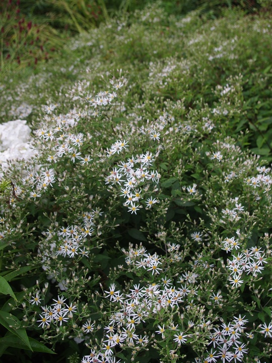 Eurybia divaricata - bridge form
