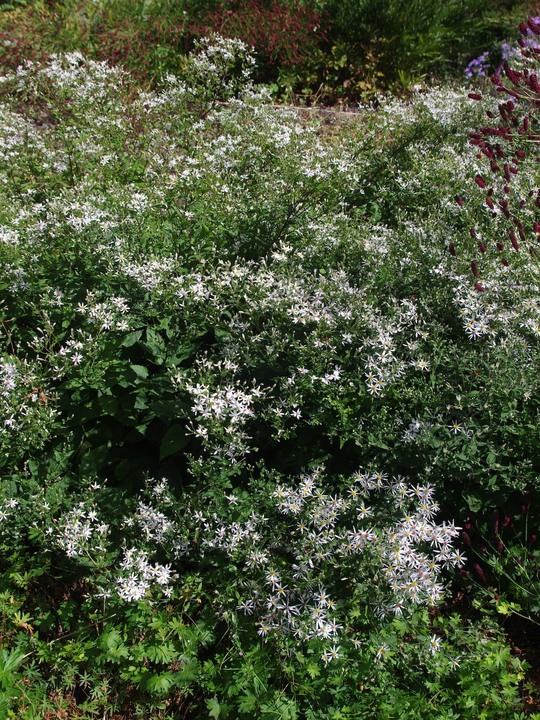 Eurybia divaricata - bridge form