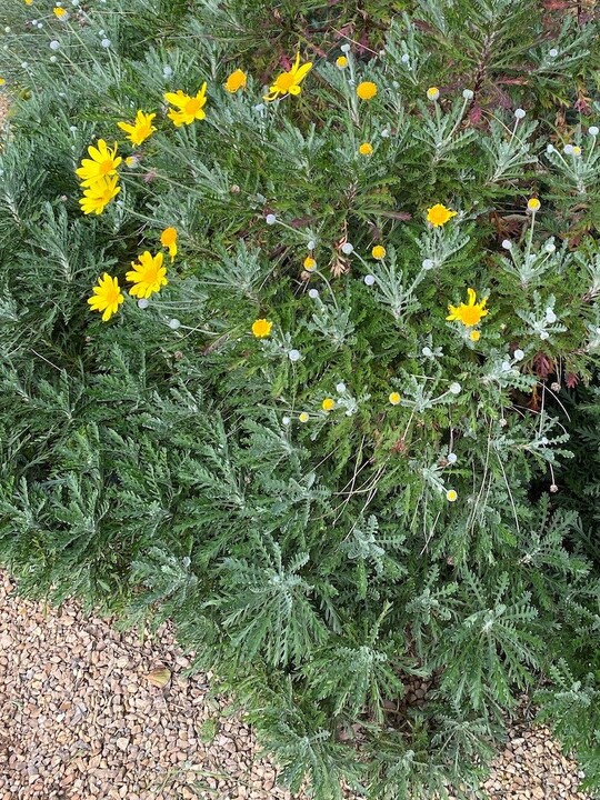 Euryops pectinatus