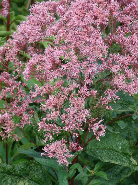 Eutrochium maculatum Atropurpureum Group