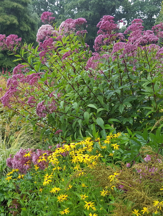 Eupatorium Atropurpureum Grp - The Beth Chatto Gardens