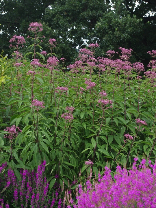 Eutrochium maculatum Atropurpureum Group
