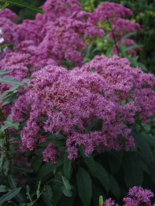 Eutrochium maculatum (Atropurpureum Group) 'Riesenschirm'