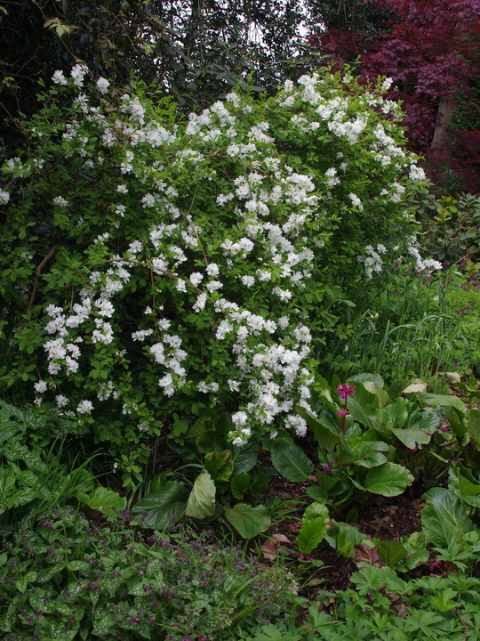 Exochorda x macrantha 'The Bride'
