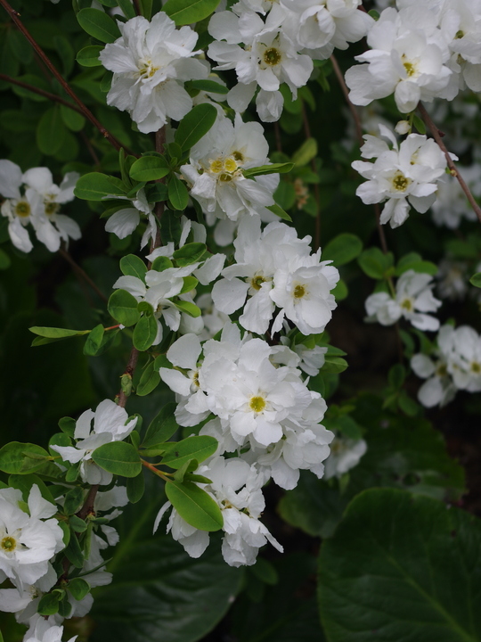 Exochorda x macrantha 'The Bride'