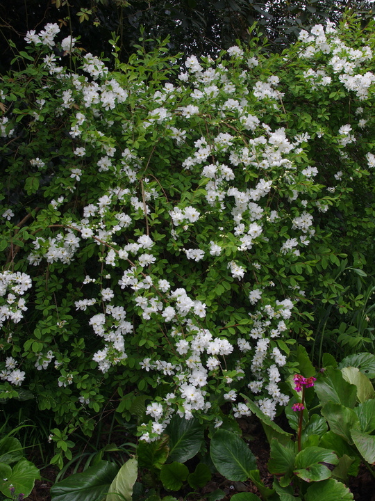 Exochorda x macrantha 'The Bride'